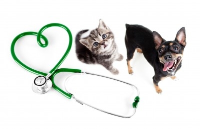 https://www.info-on-high-blood-pressure.com/Pets-And-High-Blood-Pressure.html, Dogs and Cats with high blood pressure