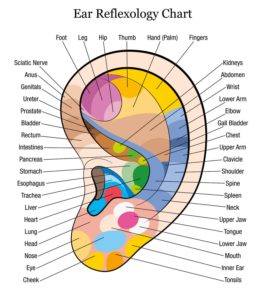 Ear Reflexology Chart,  https://www.info-on-high-blood-pressure.com/Reflexology.html