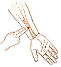 Acupressure hand diagnostic points. Using acupressure to stop hypertension. https://www.info-on-high-blood-pressure.com/Acupressure.html