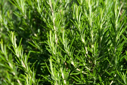 https://www.info-on-high-blood-pressure.com/Herbs-To-Lower-Cholesterol.html, Rosemary herb
