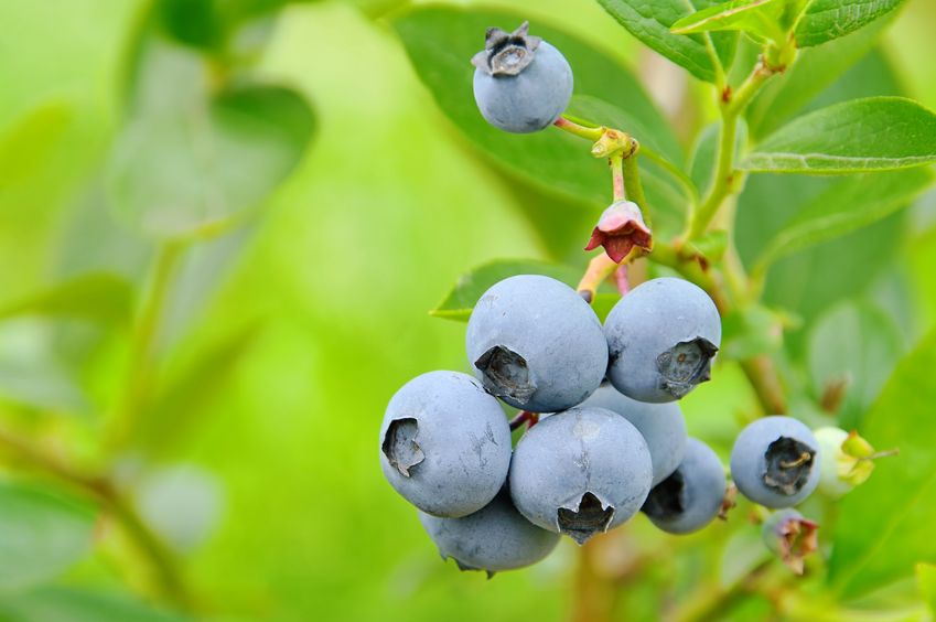 Bunch of blueberries. https://www.info-on-high-blood-pressure.com/Blueberries-And-Cardiovascular-Benefit.html