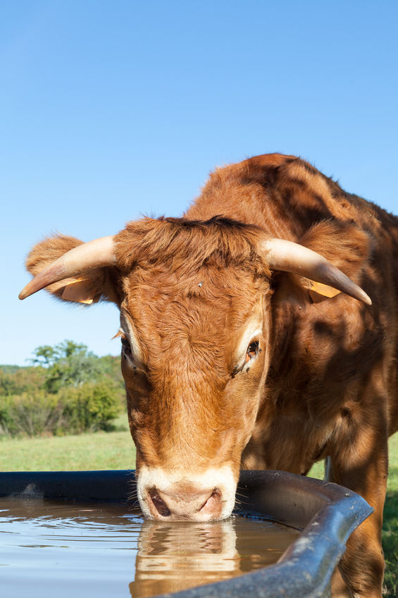 Cow drinking water,  https://www.info-on-high-blood-pressure.com/Losing-Weight.html