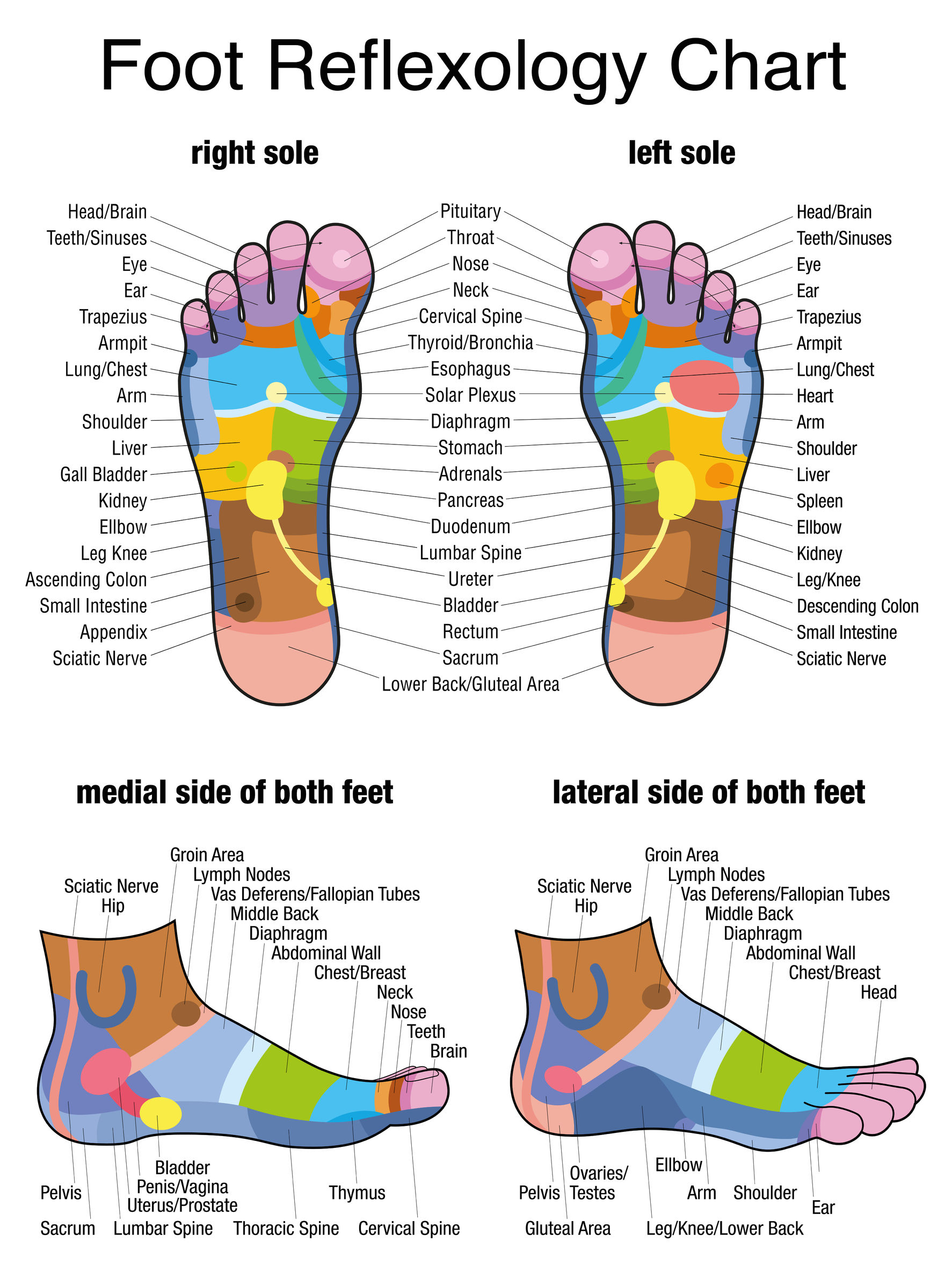 Reflexology Foot Chart Back