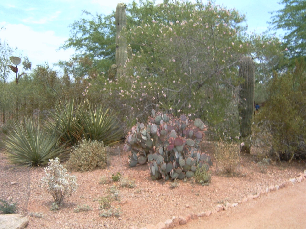 https://www.info-on-high-blood-pressure.com/hoodia-and-high-blood-pressure.html