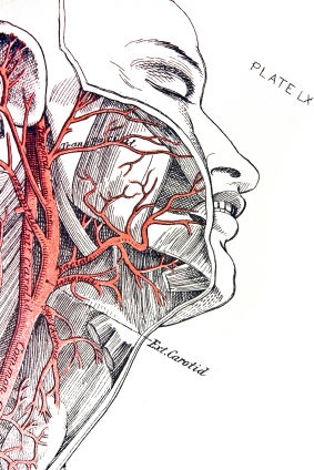 Acupressure, Carotid Sinus points. Using acupressure to stop hypertension. https://www.info-on-high-blood-pressure.com/Acupressure.html