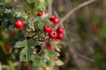 Hawthorne Berry - Herbs for high blood pressure https://www.info-on-high-blood-pressure.com/Herbal-Blood-Pressure-Medicine.html