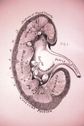 https://www.info-on-high-blood-pressure.com/kidney-and-high-blood-pressure.html