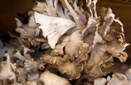 Maitake, Herbs for High Blood Pressure https://www.info-on-high-blood-pressure.com/herbs-for-high-blood-pressure.html