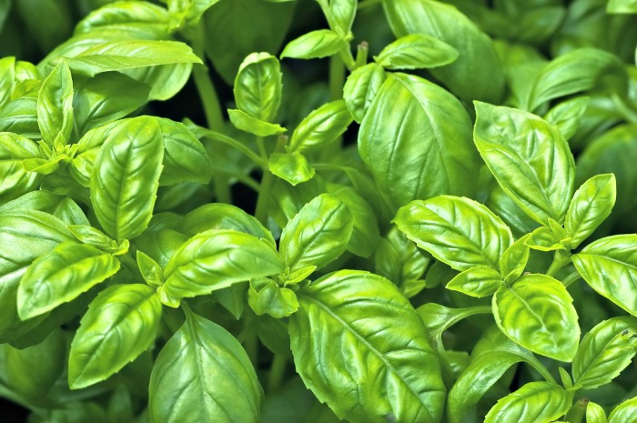 Basilleaves.  https://www.info-on-high-blood-pressure.com/regrowing-foods-from-scraps.html
