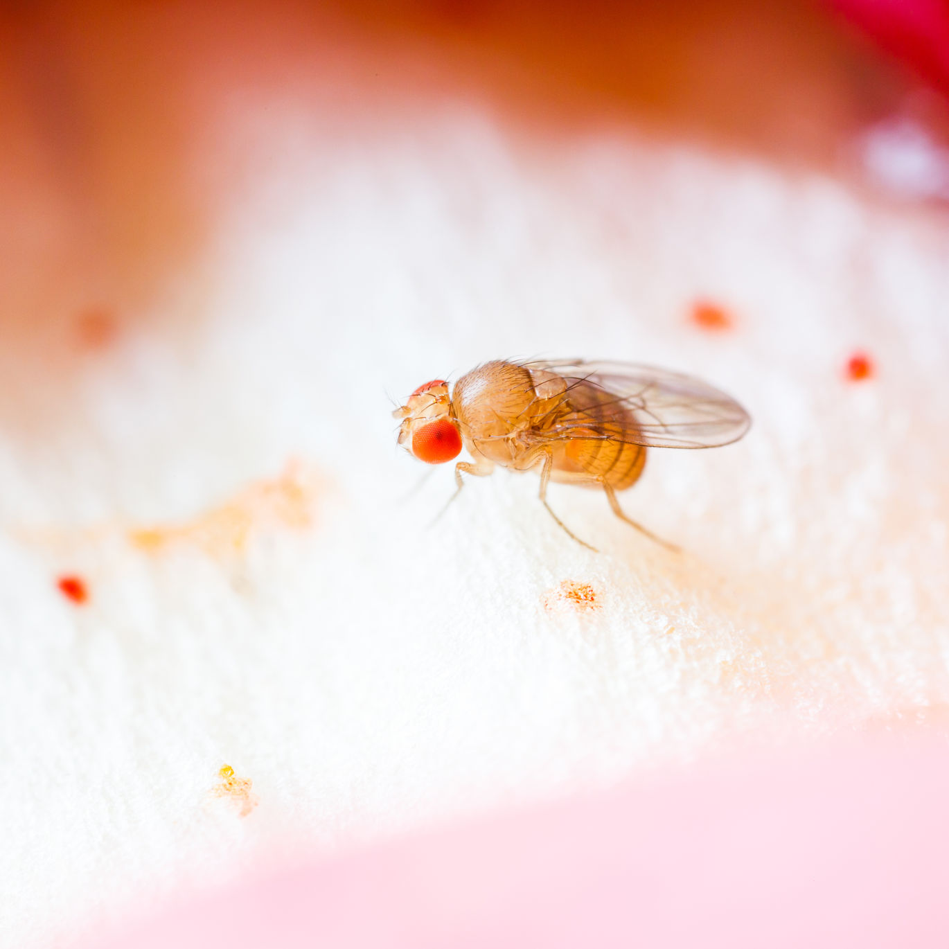 Fruit Fly.  https://www.info-on-high-blood-pressure.com/Circadian-Rhythms.html