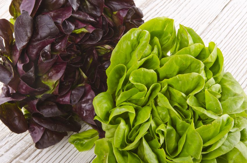 Lettuce leaves. https://www.info-on-high-blood-pressure.com/Eat-Right-For-Life.html