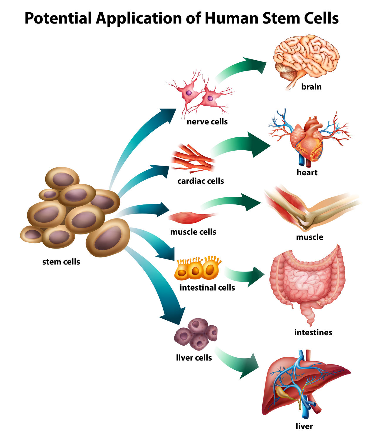 https://www.info-on-high-blood-pressure.com/Stem-Cells-And-High-Blood-Pressure.html